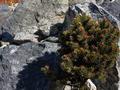 Picea pungens Globe IMG_0304 Świerk kłujący